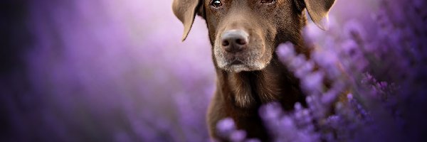 Brązowy, Labrador retriever, Pies, Rozmyte tło, Lawenda