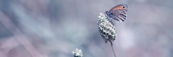 Roślina, Strzępotek ruczajnik, Motyl