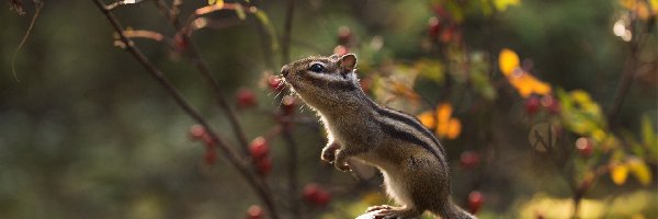 Chipmunk, Gałązki, Grzyby, Pręgowiec