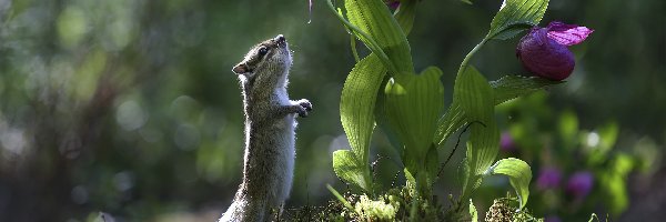 Chipmunk, Liście, Pręgowiec, Światło, Kwiaty, Fioletowe