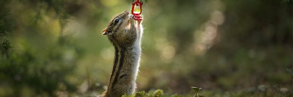 Pręgowiec, Lampka naftowa, Chipmunk, Światło, Gałązka
