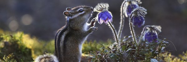 Pręgowiec, Kwiaty, Chipmunk, Światło, Sasanki