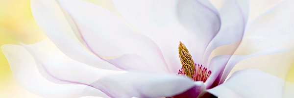 Jasnoróżowa, Makro, Magnolia, Kwiat