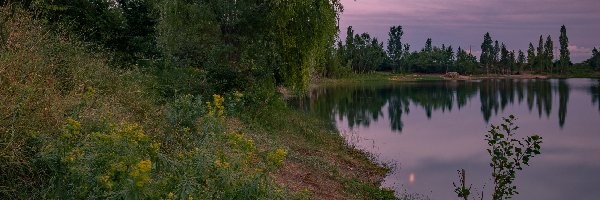 Księżyc, Drzewa, Kwiaty, Las, Jezioro, Noc, Brzeg