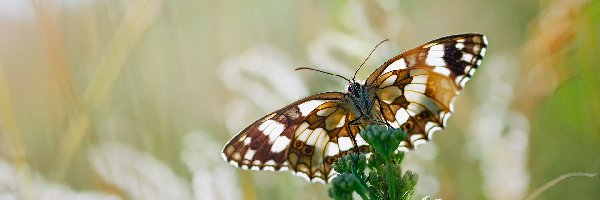 Motyl, Roślina, Zielona, Tło, Rozmyte