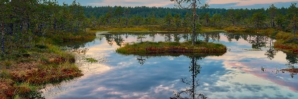 Torfowisko, Drzewo, Estonia, Park Narodowy Lahemaa, Lasy, Bagna, Viru raba, Wysepka