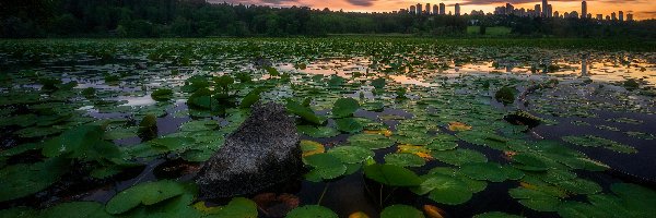 Staw, Lilie wodne, Drzewa, Chmury, Liście