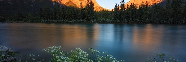 Las, Canadian Rockies, Kanada, Alberta, Rzeka Bow, Drzewa, Roślinność, Góry