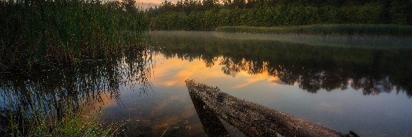 Zachód słońca, Drzewa, Kanada, Kolumbia Brytyjska, Trawa, Kłoda, Surrey, Jezioro Green Timbers
