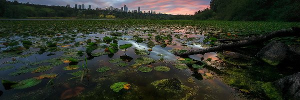 Deer Lake Park, Staw, Kanada, Chmury, Lilie wodne, Drzewa, Domy, Zachód słońca, Liście, Vancouver
