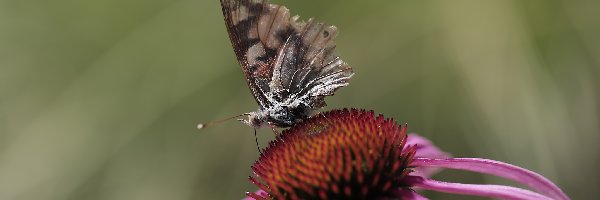Motyl, Jeżówka, Kwiat, Postrzępiony