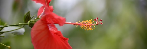 Kwiat, Zbliżenie, Hibiskus, Czerwony