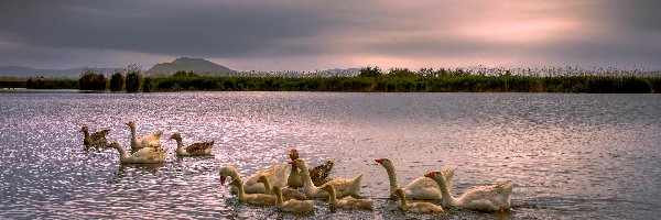 Gęsi, Dzikie, Jezioro