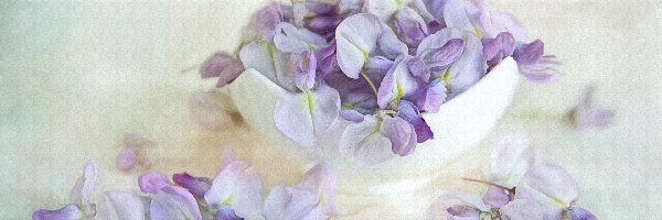 Kwiaty, Grafika, Glicynia, Miseczka