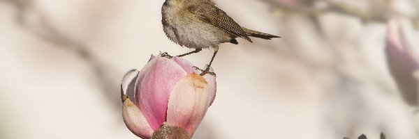 Kwiat, Pąk, Magnolia, Ptak