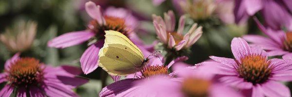 Latolistek cytrynek, Jeżówki, Różowe, Motyl