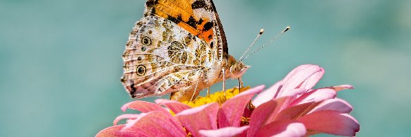 Motyl, Kwiat, Rusałka osetnik, Cynia, Różowa