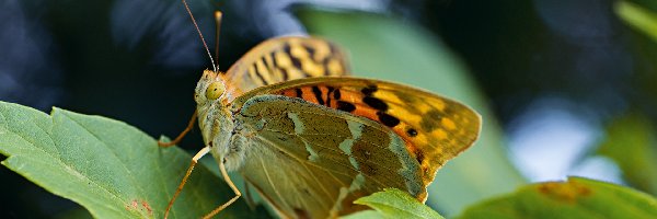 Liście, Dostojka pandora, Motyl
