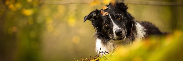 Czarno-biały, Liście, Border collie, Pies