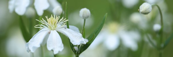 Powojniki pnące, Kwiaty, Clematis Vitalba, Białe