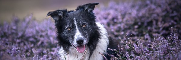 Czarno-biały, Wrzosy, Border collie, Pies