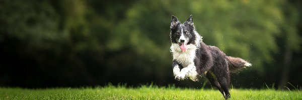 Czarno-biały, Border collie, Pies, Trawa, Bieg