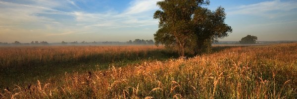 Trawa, Drzewo, Rośliny, Łąki