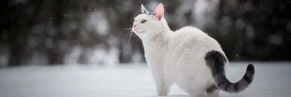 Biały, Ciemny, Kot, Śnieg, Ogon