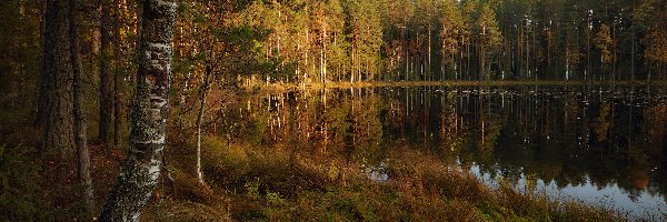 Drzewa, Jesień, Las, Jezioro