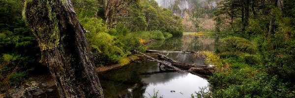 Araucania, Las, Park Narodowy Huerquehue, Chile, Rzeka, Drzewo