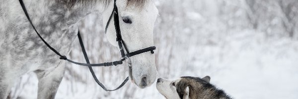 Pies, Zima, Siberian husky, Koń