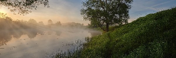 Rzeka, Trawa, Drzewa, Przebijające światło, Mgła