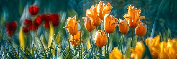 Kolorowe, Rozmycie, Tulipany, Kwiaty