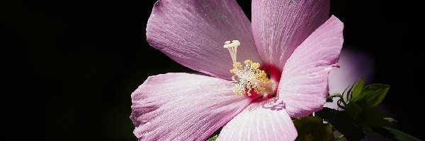 Fioletowy, Hibiskus, Kwiat, Czarne tło, Ketmia