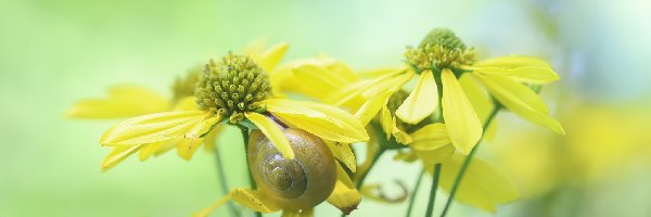 Żółte, Ślimak, Kwiaty, Rudbekia