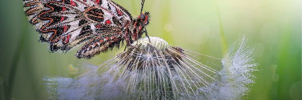 Zygzakowiec kokornakowiec, Makro, Dmuchawiec, Motyl