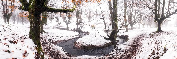 Hiszpania, Las, Drzewa, Park Narodowy Gorbea, Zima, Kraj Basków, Rzeka