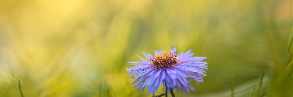 Rozmycie, Aster, Kwiat