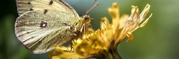Motyl, Kwiat, Żółty, Żółty