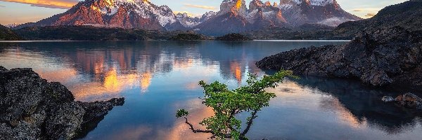 Jezioro Pehoe, Góry Cordillera del Paine, Drzewo, Park Narodowy Torres del Paine, Skały, Chile, Patagonia