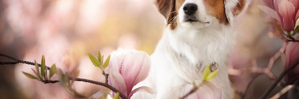 Kooikerhondje, Kwiaty, Magnolia, Płochacz holenderski