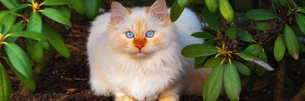 Biały, Niebieskie, Kot, Liście, Oczy