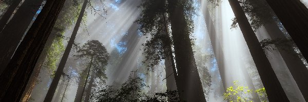 Mgła, Sekwoje, Poranek, Przebijające światło, Drzewa, Las