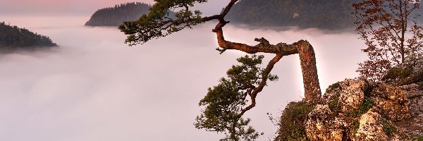 Sokolica, Szczyt, Skała, Góry, Sosna, Polska, Pieniński Park Narodowy, Mgła, Pieniny