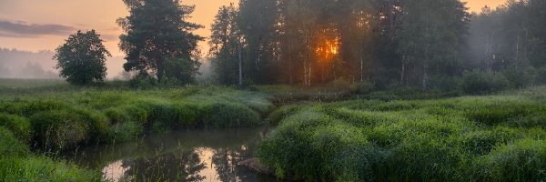 Mgła, Trawa, Drzewa, Świt, Gęsta, Rzeka