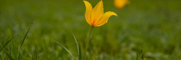 Żółty, Trawa, Tulipan, Kwiat