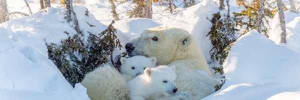Zima, Niedźwiedzica, Niedźwiedzie polarne, Drzewa, Niedźwiadki