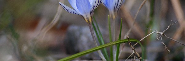 Niebieskie, Trawa, Krokusy, Kwiaty