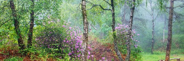 Park Narodowy Peak District, Las, Anglia, Różaneczniki, Liście, Kwiaty, Rododendrony, Lato, Brzozy, Hrabstwo Derbyshire