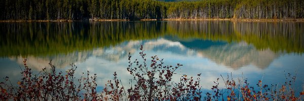 Góry, Las, Jezioro, Krzewy, Kolorowe
